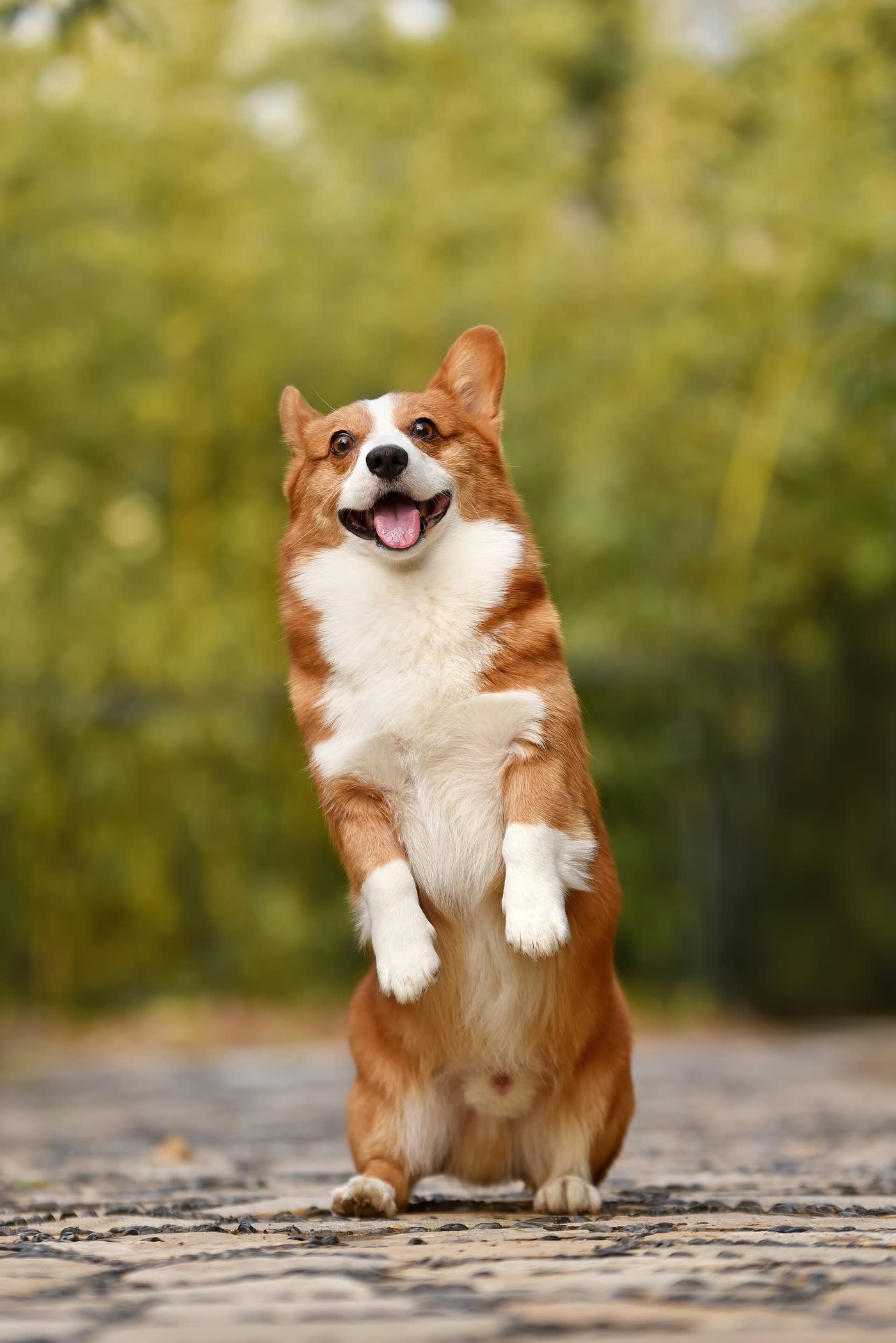 Κουτάβι corgi στα πίσω πόδια